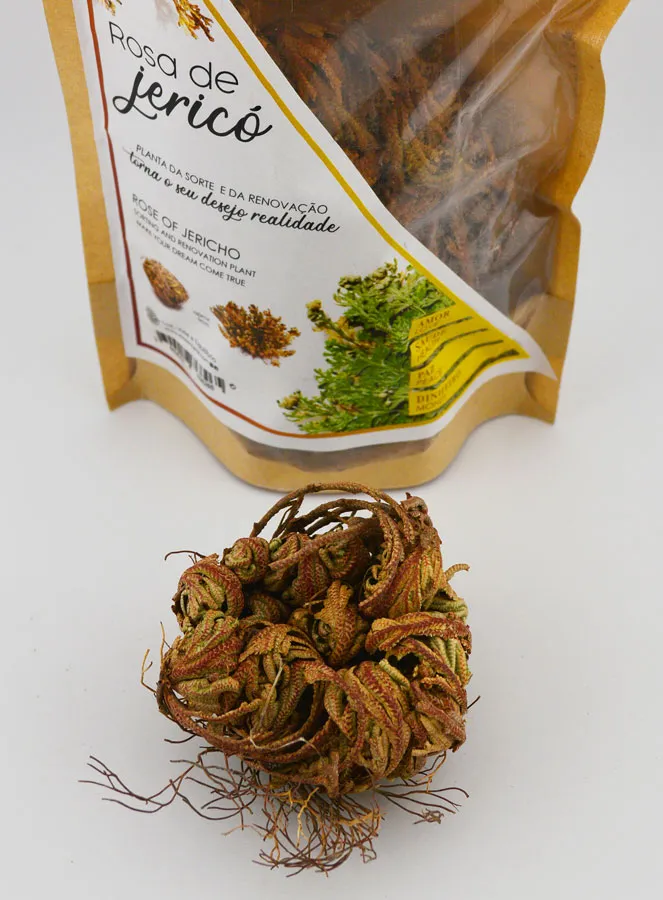 Rose von Jericho 10g - Pflanze der Auferstehung (pic 2)