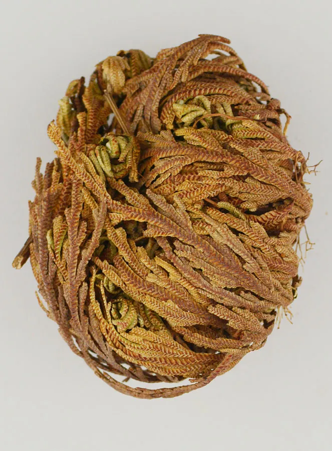 Rose von Jericho 20g - Pflanze der Auferstehung (pic 1)
