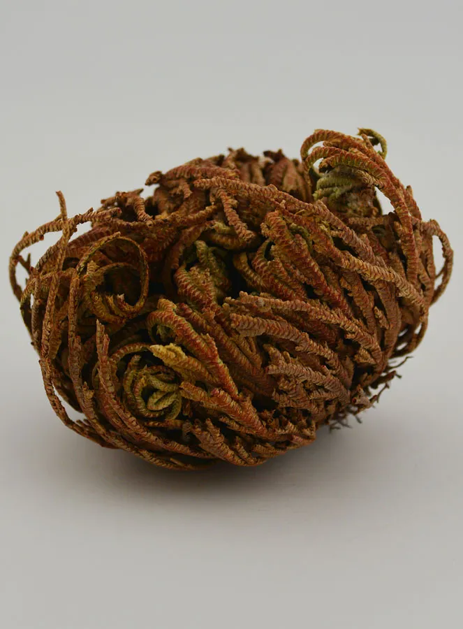 Rose von Jericho 10g (pic 2)