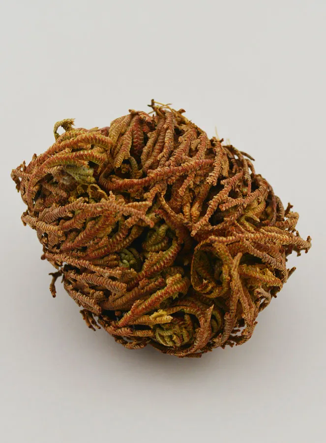 Rose von Jericho 10g (pic 3)