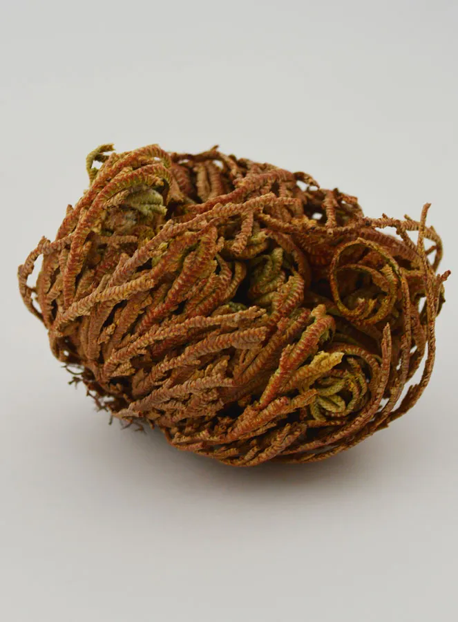 Rose von Jericho 10g (pic 4)