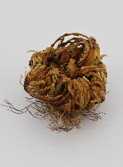 Rose von Jericho 10g - Pflanze der Auferstehung
