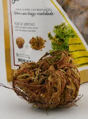 Rose von Jericho 10g - Pflanze der Auferstehung