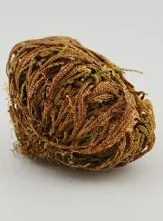 Rose von Jericho 20g - Pflanze der Auferstehung