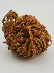 Rose von Jericho 10g