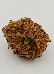 Rose von Jericho 10g